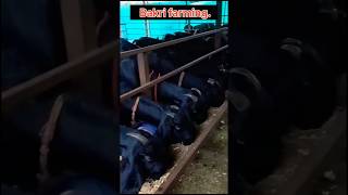 बकरियों को एक टाइम सूखा चारा जरूर दें ।#shorts #viralvideo #bakrifarming #vishal #farming