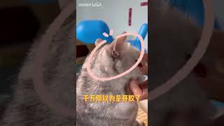 【新手科普】猫咪的身体结构竟然这么奇妙？