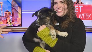 Meet Arizona, our Pet of the Week!