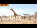 Endangered giraffe species relocated from the marooned Long’icharo Island to Ruko conservancy