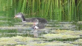 Juvenile Coots pecking for food Waterbirds UK