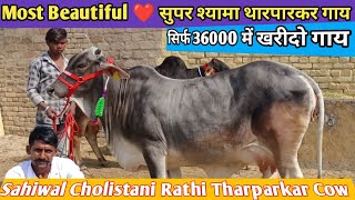 Most Beautiful ❤️ सुपर श्यामा थारपारकर गाय । top 6 sahiwal cholistani rathi tharparkar cow for sale