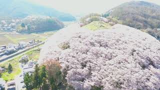 【ドローン空撮】松本平～弘法山古墳の桜