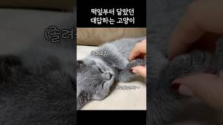 대답잘하는 냥이😻