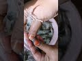 prawn cleaning 2 method இறால் சுத்தம் செய்வது எப்படி