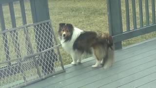 外行きたいアピールが可愛いシェルティ | Cute sheltie really wanting to go outside