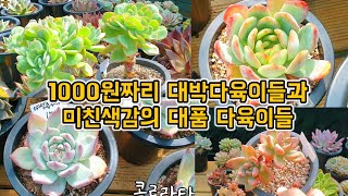 대박!! 예쁜 대품 다육이들과  1000원짜리 세일 상품  놓지지마세요!!!!😆