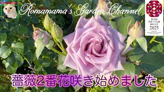 【薬剤散布】ばらの薬剤散布とロマママガーデン咲き出した2番花の紹介　#青薔薇　#茶薔薇