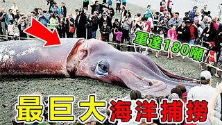 世界上“最龐大”的10次海洋生物捕撈，第一名重達180噸，巨型章魚真實存在|#地球之最#世界之最#出類拔萃#腦洞大開＃前10名#地球最TOP#海洋#動物#大章魚#抹香鯨