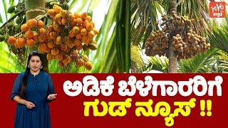 Good news for Areca Nut Growers in Karnataka : ಅಡಿಕೆ ಬೆಳೆಗಾರರಿಗೆ ಗುಡ್‌ ನ್ಯೂಸ್‌ !! | YOYO TV Kannada