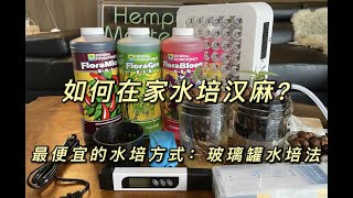 如何种植大麻/汉麻 ｜ 最便宜的水培方式 ｜ 新手入门零失误