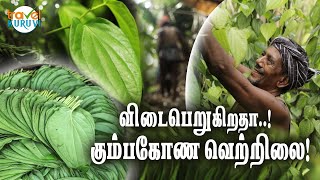 கும்பகோணம் வெற்றிலை ஆவணப்படம் | Kumbakonam Betel farming Documentary- Travel Kuruvi- Kumbakonam Vlog