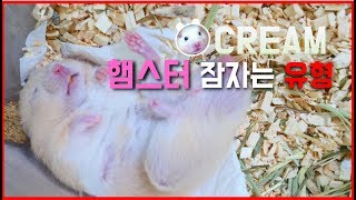 햄스터 수면 유형 4가지🌛 l 여러분들의 햄찌 유형은?! l My hamster sleeping positions type 4 l 허니슈크림