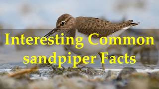 Interesting Common sandpiper Facts