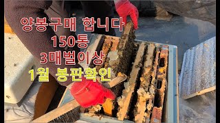 1월 양봉구매 합니다