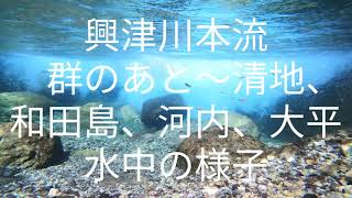 アユ釣り終盤の興津川、水中の様子。アマゴ、ウグイ、他。2023年10月中旬。