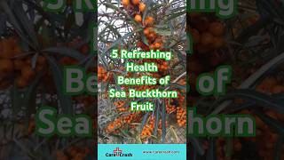 5 Refreshing Health Benefits of Sea Buckthorn Fruit | #carecrash