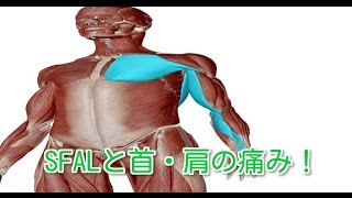 首・肩の残る痛みにこの筋膜ラインをみてみる！