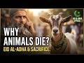 Why Do Muslims Sacrifice Animals on Eid al-Adha? | The Real Meaning of Qurbani