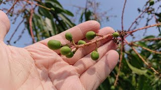 愛文芒果開花了，授粉著果的愛文芒果小baby，台灣精銳芒果國際宅配日本國家隊，為台灣傳遞心意到日本，台灣水果寄日本專家，芒果寄日本唯一推薦，2023年芒果遇大旱可能減產，2023芒果寄日本限量預購！