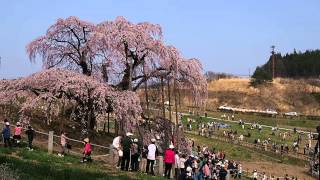 三春滝桜　2014年4月17日 午後2時15分 #2