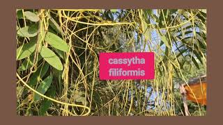 cassytha filiformis  ( Love vine , Air creeper ) ( Aakash bel , amarvel )