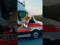 ai猫🐈救急車🚑に乗る① @amada 870 ​⁠ ​⁠​⁠ cat aimovie ai 猫 ねこ 猫動画 救急車 ambulance