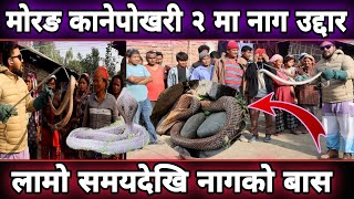 मोरङ कानेपोखरी २ मा यस्तो अवस्थामा नाग, यसरी गरियो उद्दार || spectacle cobra rescue morang ||