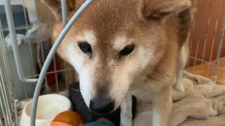 14才6ヶ月柴犬ムサシ14 years and 6 months Shiba Inu Musashi