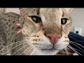 Big Meows From Big Savannah Cat Kumba! Big Cat Meowing! #cute #cat #meow