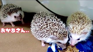 【カノン】ハリネズミの哀しいサガ. .突き離すミヒマル母