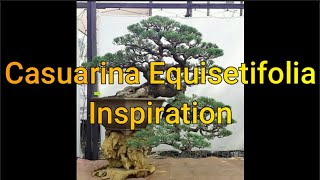 Casuarina Equisetifolia Inspiration