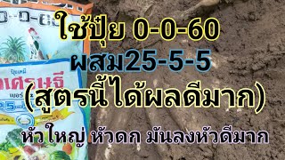 ใช้ปุ๋ย0-0-60ผสม25-5-5(สูตรนี้ดีมาก) มันตัวใหญ่ หัวดก มันลงหัวดีมาก#มันสำปะหลัง