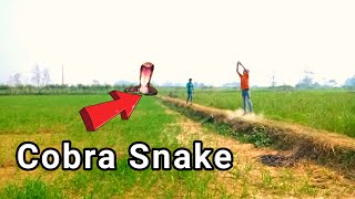 Big Cobra Snake Chase In Real Life Village | Samp Wala Video | Saamp Wala Video | Sanp Wala Video