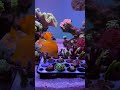 🪸 Check out this ReefStash frag rack my son designed and 3D printed for me!