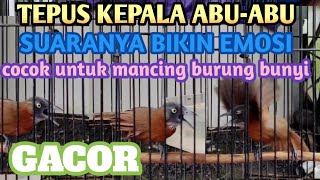 TEPUS KEPALA ABU-ABU GACOR