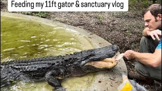 Feeding my 11ft gator \u0026 sanctuary vlog