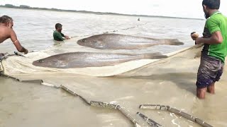 টানা জাল দিয়ে মাছ ধরার কৌশল।Fishing techniques with drawn nets।#ঝাল_দিয়ে_মাছ_ধরা#Tentulia_nadi