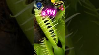 Carnivorous plants vs insects