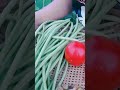 harvesting yardlong bean. vegetables gardening cooking