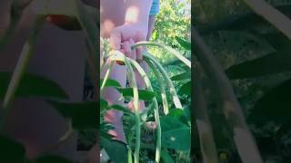 Harvesting yardlong bean.  #vegetables #gardening #cooking