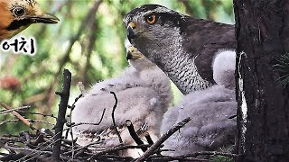 Lord of the Forest Goshawk