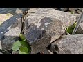 zander angeln am rhein auf köderfisch montage. mit grundel auf zander. ansitzangeln am rhein.