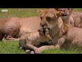 Curious Lion Cub Falls In The Water!  Little Big Cat  BBC Earth Kids