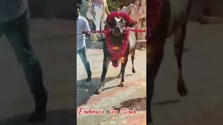 கோட்டை சண்டியர் #கருப்பன் #jallikattu #ytshorts #shorts #short #shortsfeed #shortsviral #trending