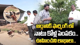 నాటు కోళ్ల పెంపకం లో లాభాలు | Natu Kollu Farming | Jathi Kollu Farming | IN Acres | Raithana Nestham