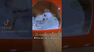 【赤ちゃんみたいな犬】マルポメのラテ　#ミックス犬 #マルポメ #マルポメのラテ #眠い犬  #赤ちゃんみたいな犬 #多頭飼い