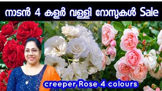 വള്ളി Rose 4 കളർ/Creeper Rose Sale/plantsforsale/Jasmin's world