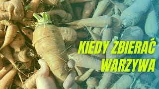 Kiedy zbierać warzywa tej jesieni