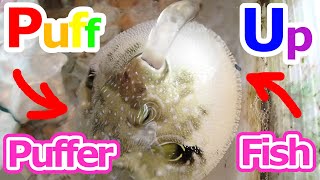 Cute Poisonous Pufferfish Puffs Up And Spits Out Sea Water♪♪　　आध्मादतक मछली　પફરફિશ　blowfish　fugu